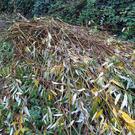 branches de saule osier