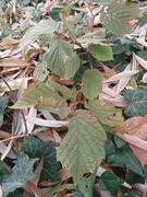 DON DE PETITS ARBRES