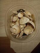 boîte de coquillages