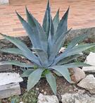 3 AGAVES