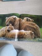 livre ours