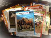 Lot de fiches perforées sur les chevaux.