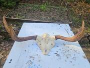 Bois d'elan avec partie de crâne