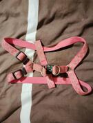 harnais chien Flamingo