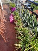 Plantes et pots, tout doit disparaître