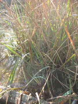 Jonc typha latifolia