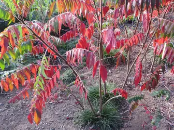 Plant de sumac de Virginie ( ou vinaigrier)