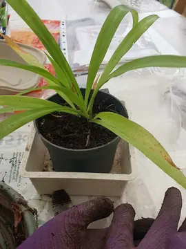 Plante d'intérieur Chlorophytum