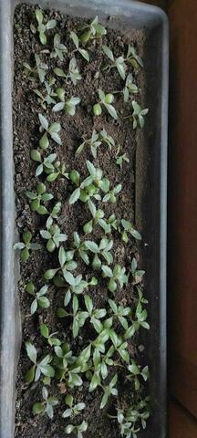 Petites boutures de Kalanchoe Degraimontiana