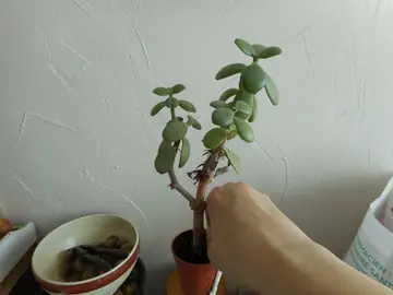 Petite plante sans le pot