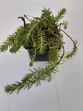 Petite plante grasse rampante d'extérieur 1