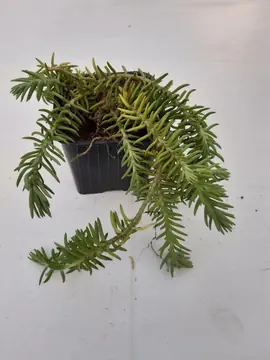 Petite plante grasse rampante d'extérieur 2