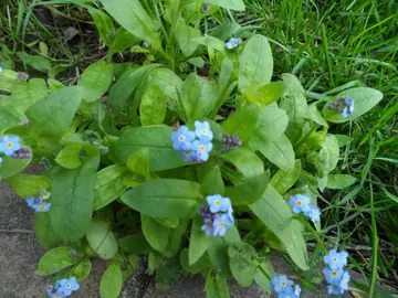 Plants de Myosotis bleu