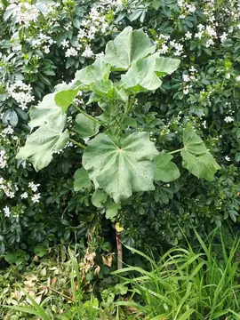 Plants de mauve arbustive