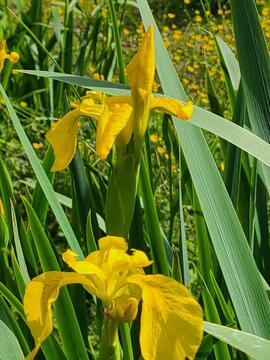 Bulbes d'iris jaune