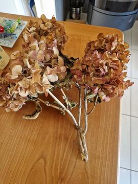 Bouquet sec d hortensias