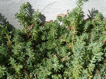 Plante Orpin réfléchi ou Sedum Reflexum jaune