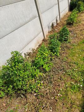 Divers arbustes : aubépines - pommier - berberies