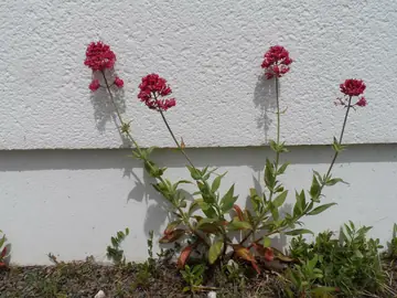 Plants de Valériane