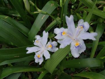 Tres beaux iris hollandais