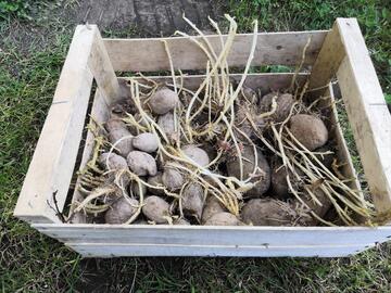 Pommes de terre à planter