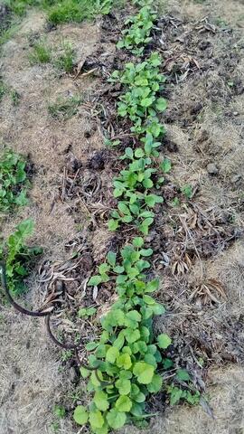 courge de notre potager