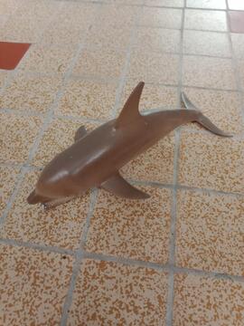 requin ou dauphin ?