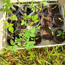 donne jeunes plants légumes