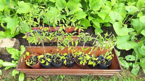 tomates . plants variés.