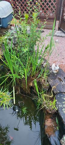 Donne plantes pour bassin extérieur