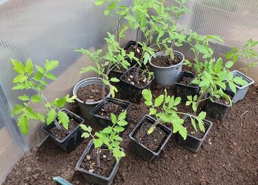 plants de tomates