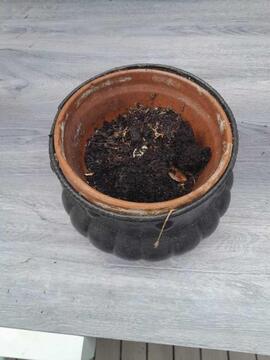 Pot en terre cuite dans jardinière plastique façon chaudron