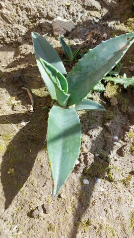 pied d agave