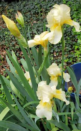 plusieurs plants d'iris