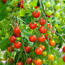 plants de tomate cerise