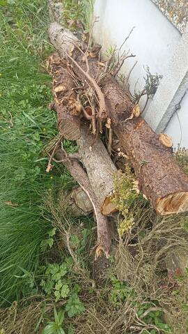 tronc d arbre