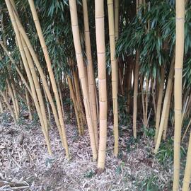 bambous jaunes