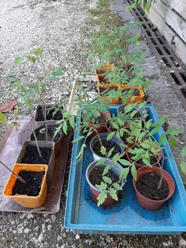 plants de tomates