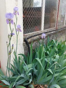 iris des jardins