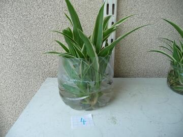Plants de Chlorophytum