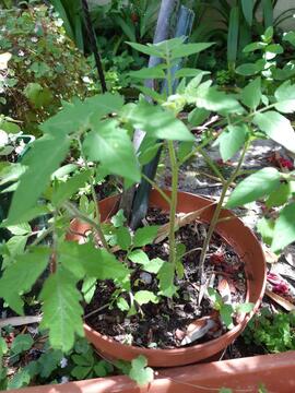 petits plants de tomates