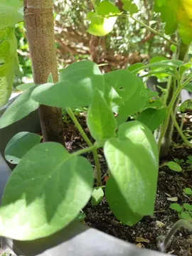 petits plants physalis (amour en cage)