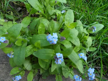 Jeunes plants de myosotis 1