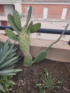 bouture cactus
