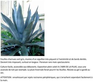 Jeunes repousses d’agaves (Agave americana)