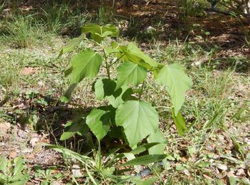 plants d'hisbiscus mauve