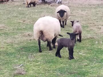 laine de mouton