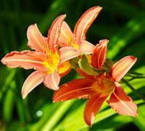 Fleurs de lys orange