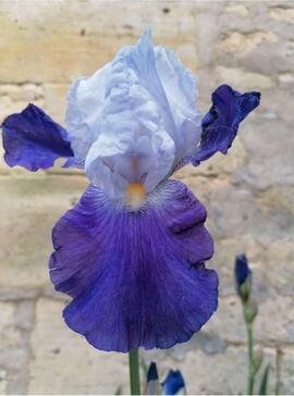 plusieurs pieds iris violet/bleu