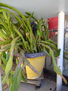 plantes (cactus)